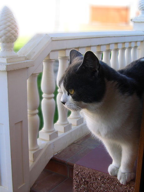 a cute cat sitting on its front porch surveying the perimiter