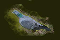 Stock Dove / Stock Pigeon (fākhte). Photo, Wikipedia