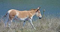 Onager (gur). Photo: http://www.marietta.edu/~biol/biomes/grass.htm